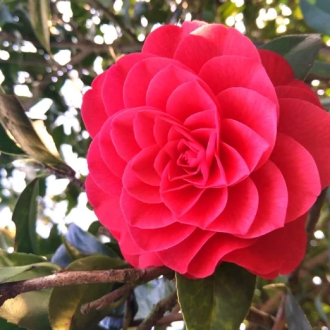 بذر کاملیا میکس 5 عددی 