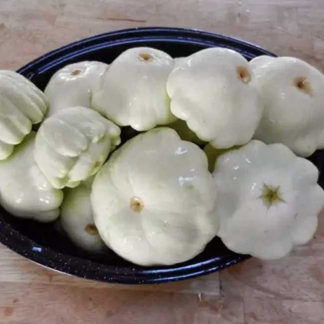 بذر کدو ستاره ای سفید 10 عددی
