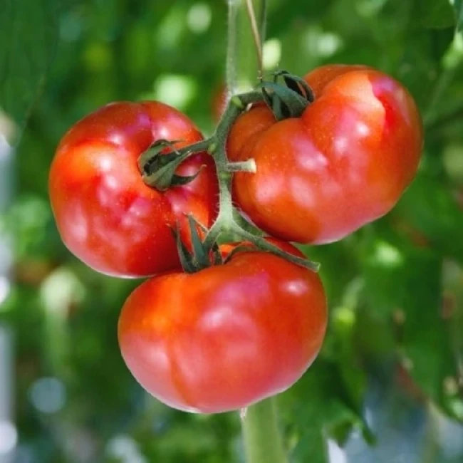 بذر گوجه فرنگی بدبختی 10 عددی 
