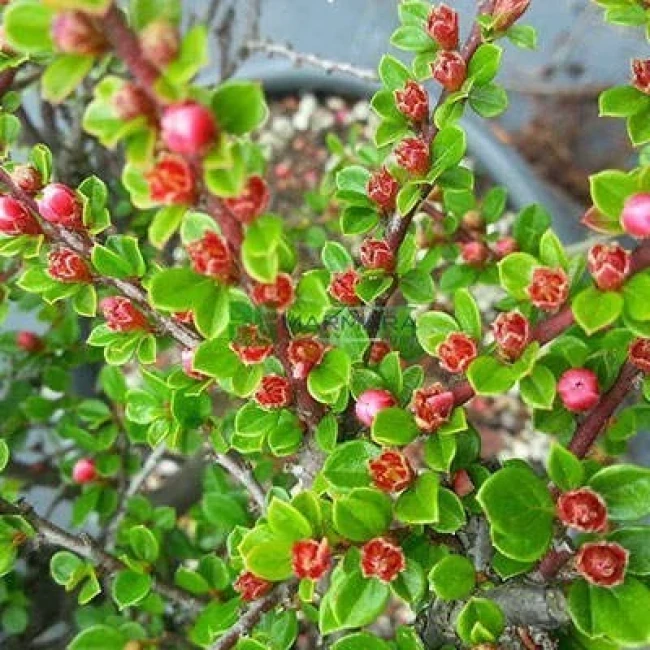 بذر شیرخشت لرستانی 10 عددی