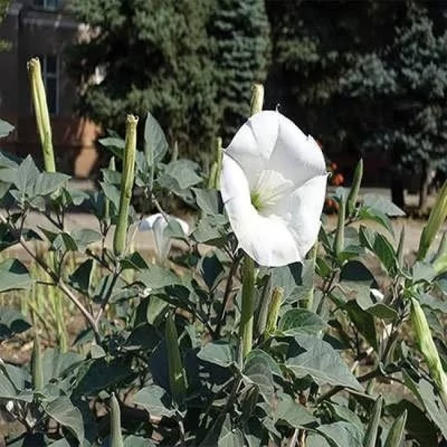بذر داتوره پابلند سفید 2 گرمی