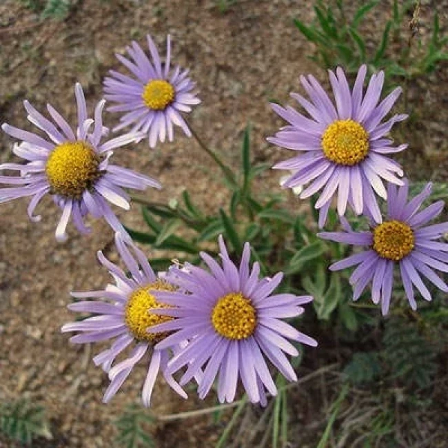 بذر گل ستاره ای وش 10 عددی