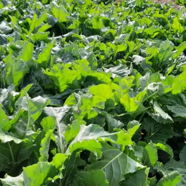 بذر برگ چغندر قندی 20 گرم