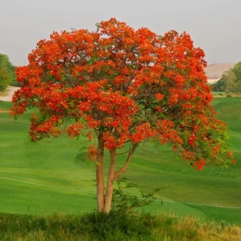 بذر درخت آتش (گل مور) 4 عددی 