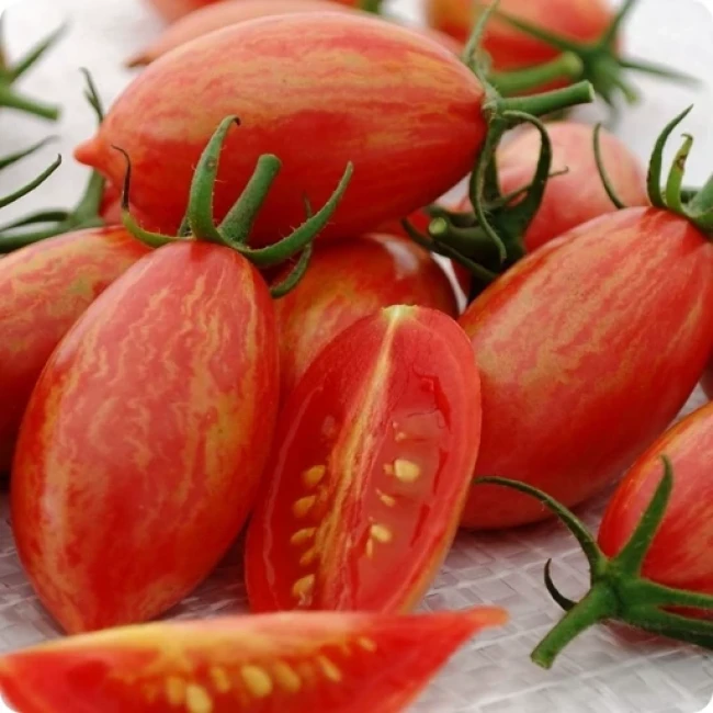 بذر گوجه چری زیتونی ببری 10 عددی 