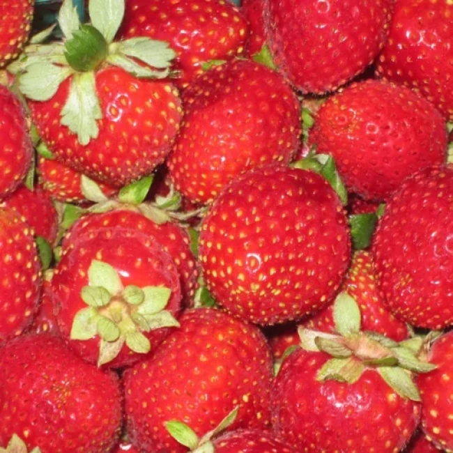 بذر توت فرنگی گاویتا 20 عددی 