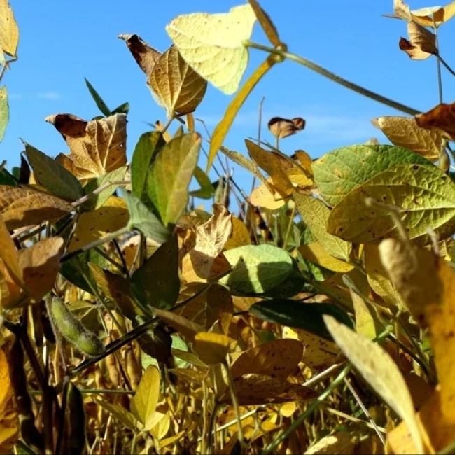 بذر سویا 20 عددی 