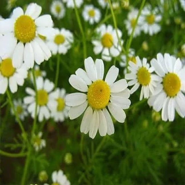 بذر بابونه دارویی سفید 1 گرمی