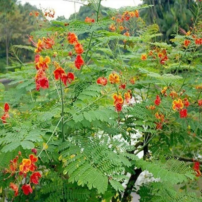 بذر گل پرطاوسی 1 گرمی