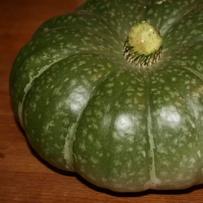 بذر کدو تنبل سبز 5 عددی 