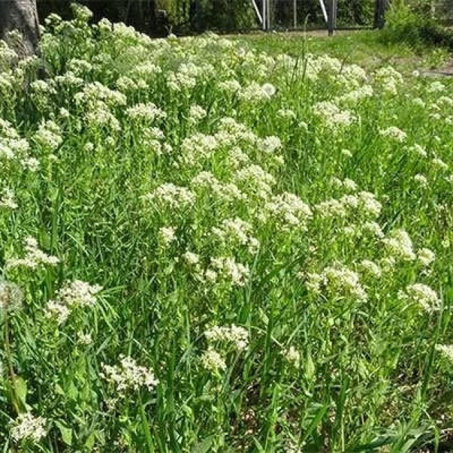 بذر ازمک 20 عددی