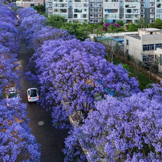 بذر درخت جاکاراندا 2 عددی 