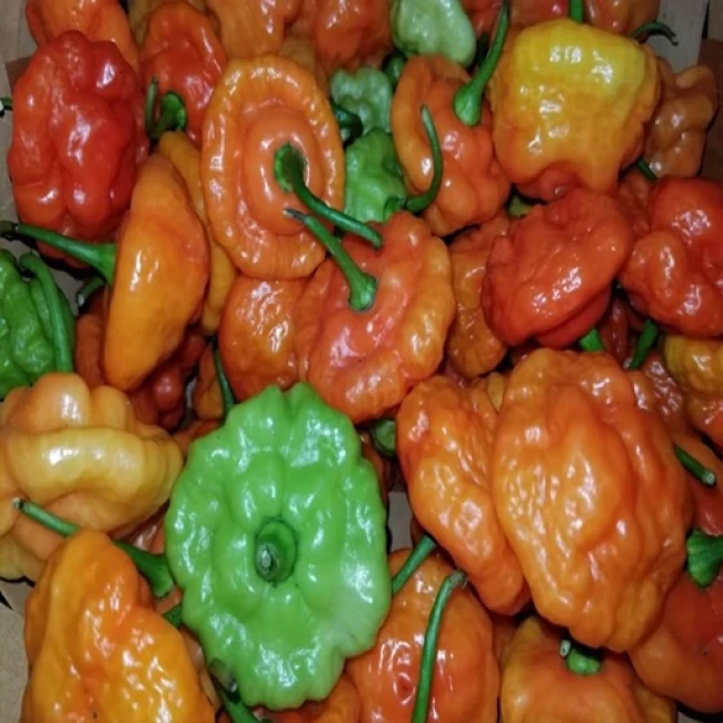 بذر فلفل اجی دو سی میکس 10 عددی 