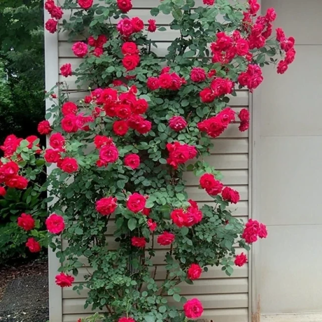 بذر رز رونده قرمز 5 عددی