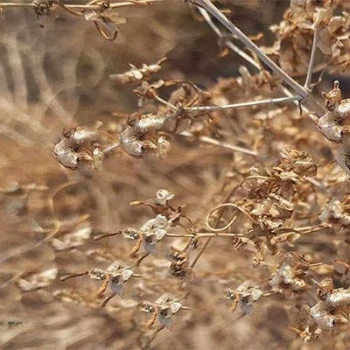 بذر شب بوی بیابانی 5 عددی