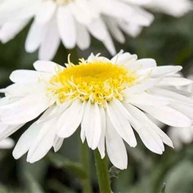 بذر گل مینا 10 عددی