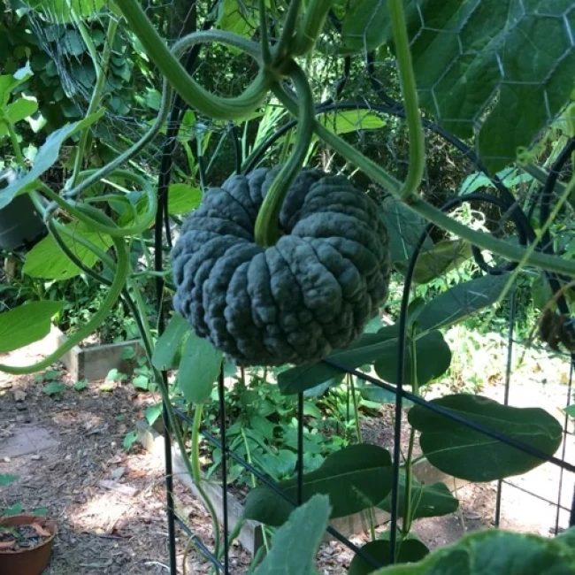 بذر کدو عروسکی سنگی سبز 5 عددی 