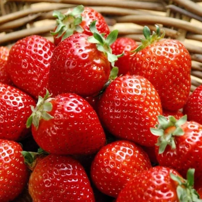 بذر توت فرنگی بونسای قرمز 10عددی 