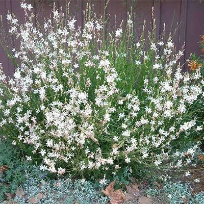 بذر گل مغربی دوساله 10 عددی
