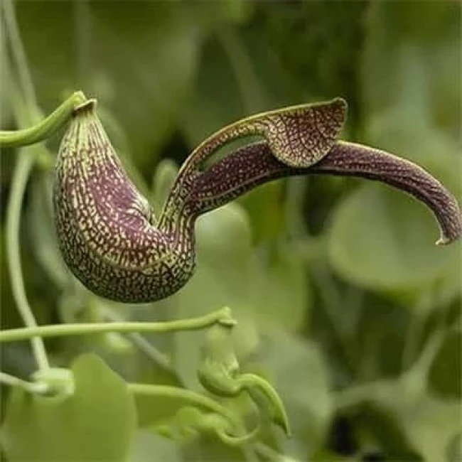بذر گل پیپ هلندی ریجنز 5 عددی