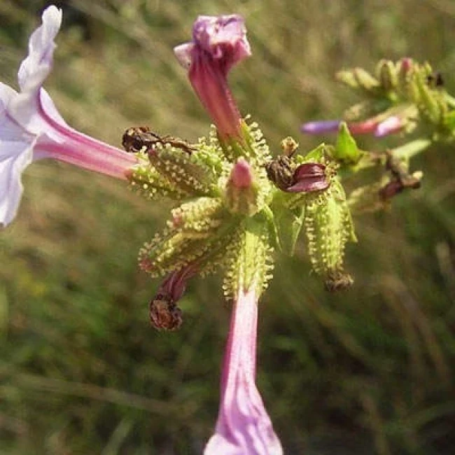 بذر علف سربی 5 عددی