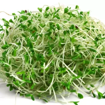 بذر یونجه 10 گرم 
