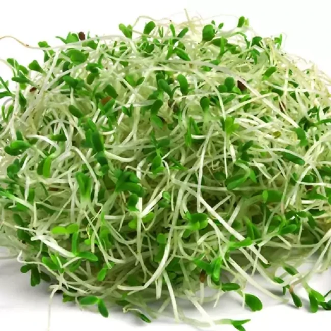 بذر یونجه 10 گرم 