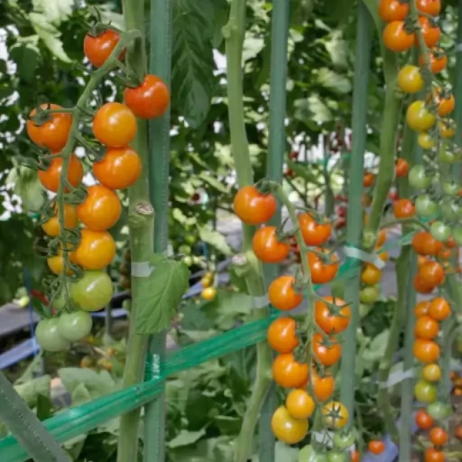 بذر گوجه چری نارنجی 20 عددی 