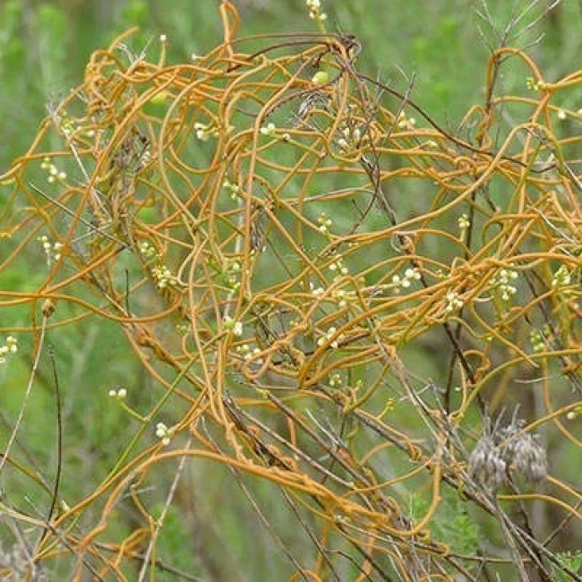 بذر سس معمولی 50 عددی