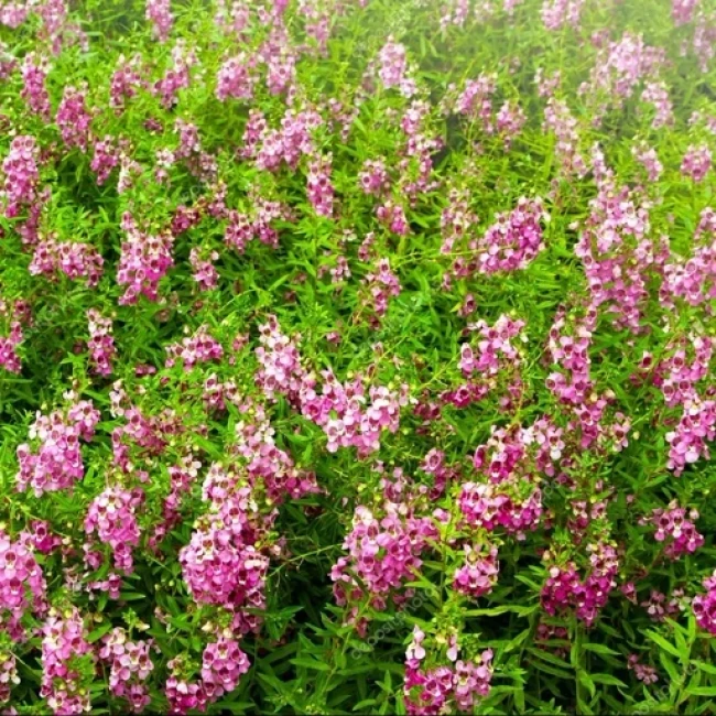 بذر گل میمون الوان 50 عددی 