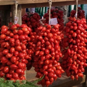 بذر گوجه گیلاسی قرمز فیاسچتو 20 عددی 