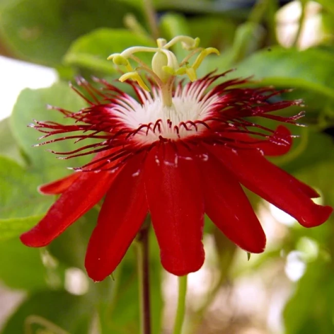 بذر پیچ گل ساعتی زرشکی 5 عددی 