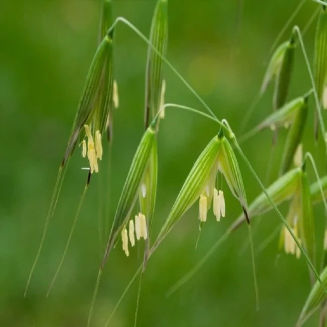 بذر جو دوسر زراعی 100 گرم