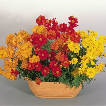 بذر گل ستاره ای الوان 1 گرم 
