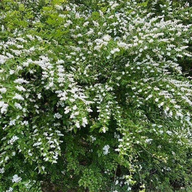 بذر برگ نو چینی 10 عددی