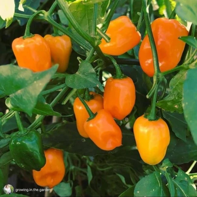 بذر فلفل هابانرو نارنجی 5 عددی 