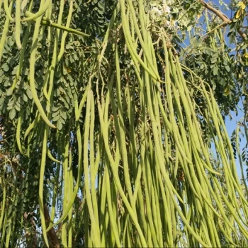 بذر مورینگا 4 عددی