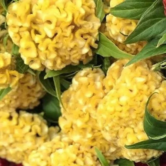 بذر گل تاج خروس چتری پاکوتاه تک رنگ طلایی (گلدانی) 1 گرمی