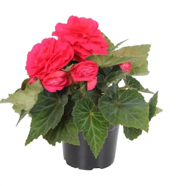 بذر بگونیا موکا رز 5 عددی 