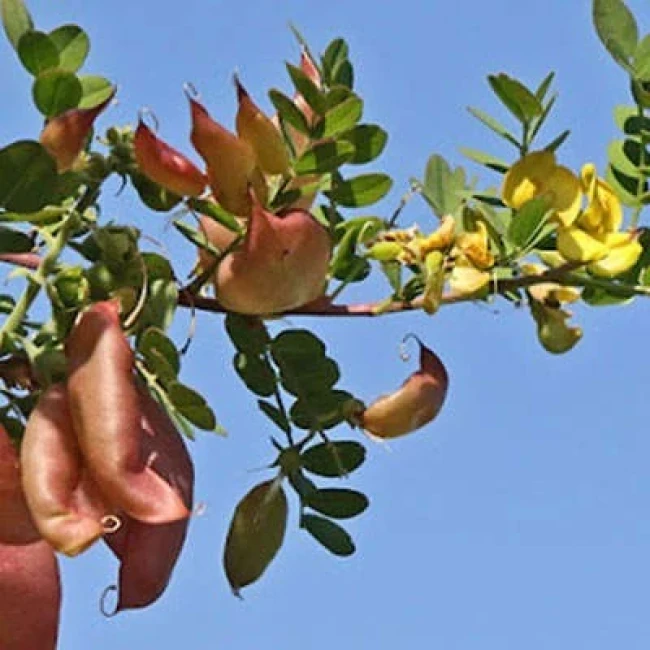 بذر دغدغک 10 عددی