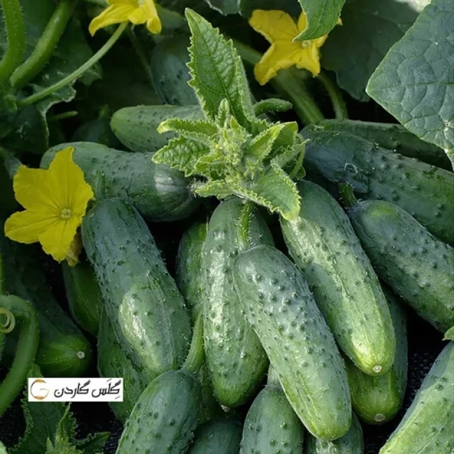 بذر خیار سبز معطر خاردار هیبرید 10 عددی 