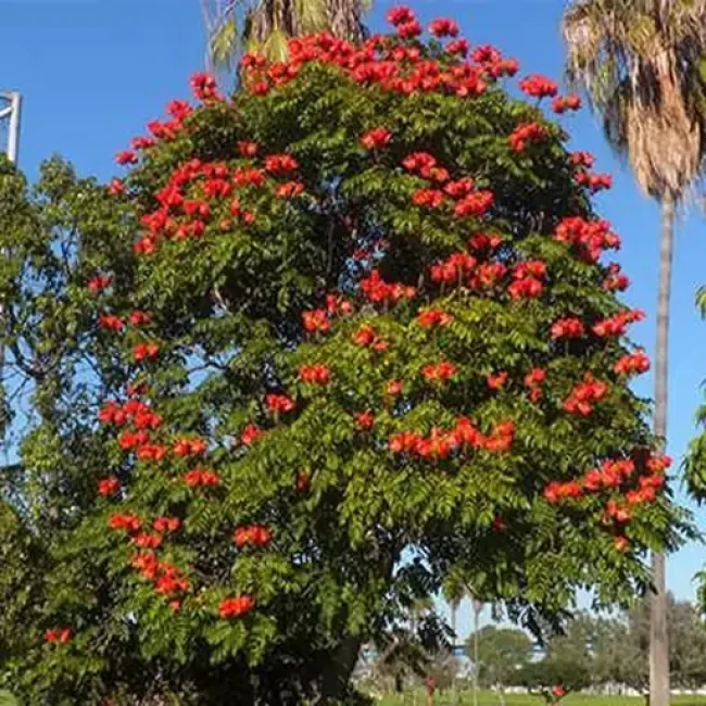 بذر درخت لاله آفریقا 4 عددی 