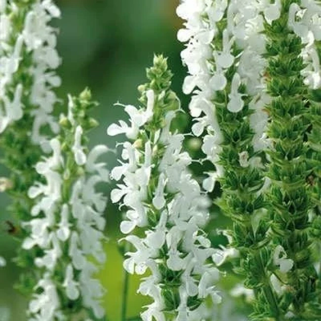 بذر گل سلوی (مریم گلی) پابلند گلریز پرگل سفید 1 گرمی