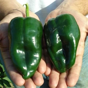 بذر فلفل پوبلانو 5 عددی 
