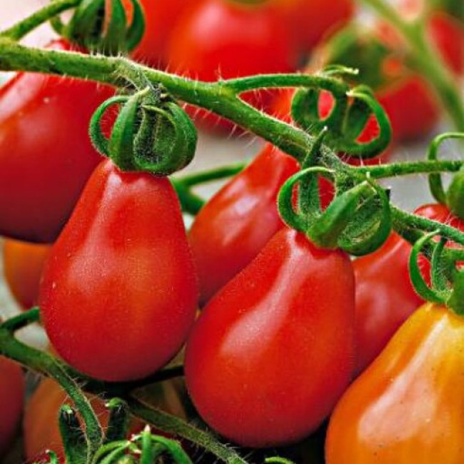 بذر گوجه فرنگی قرمز گلابی 20 عددی 