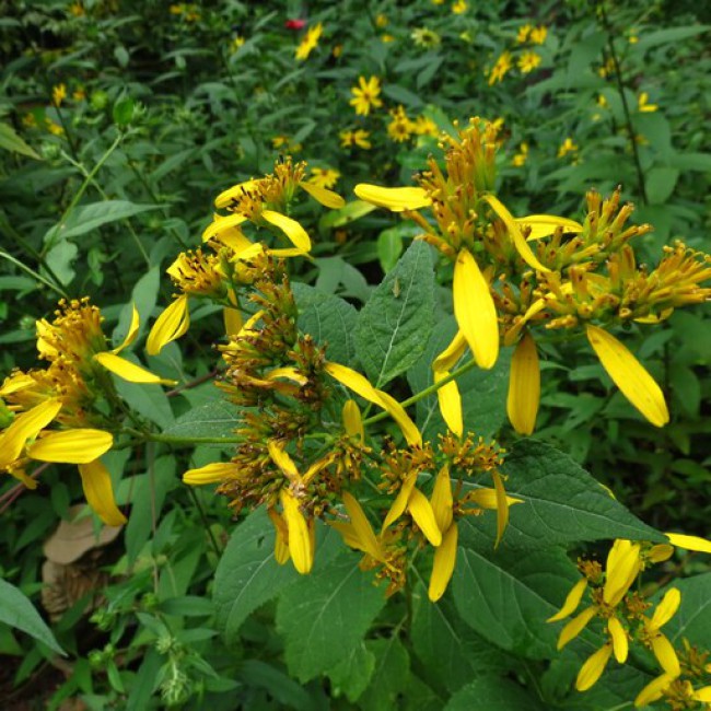 بذر گل پروانه ای (وربسینا) 1 گرم 