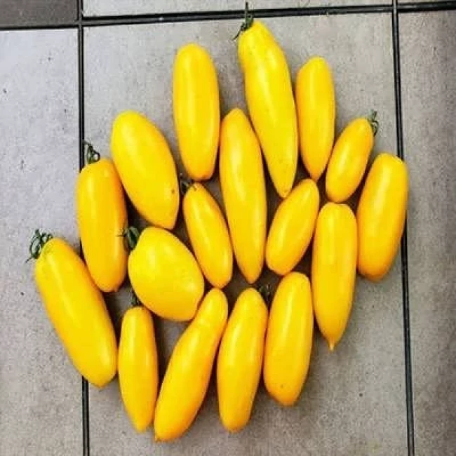 بذر گوجه زیتونی زرد درشت درختی 15 عددی