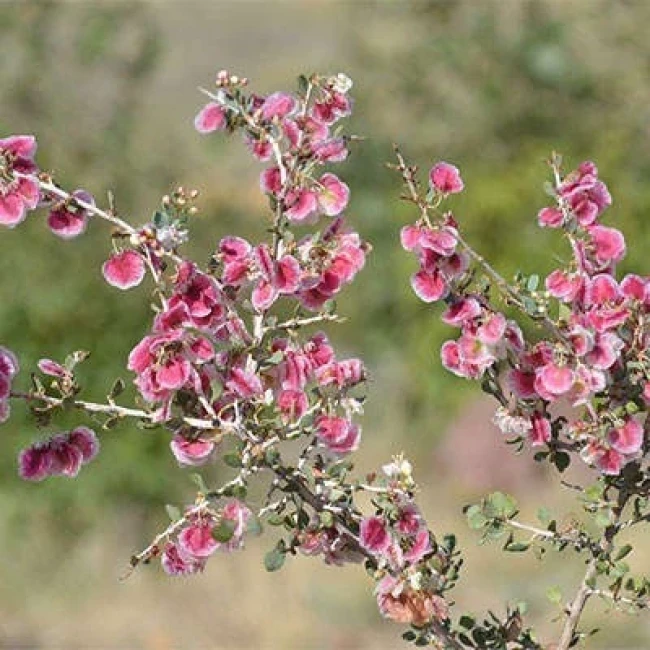 بذر کاروان کش 10 عددی