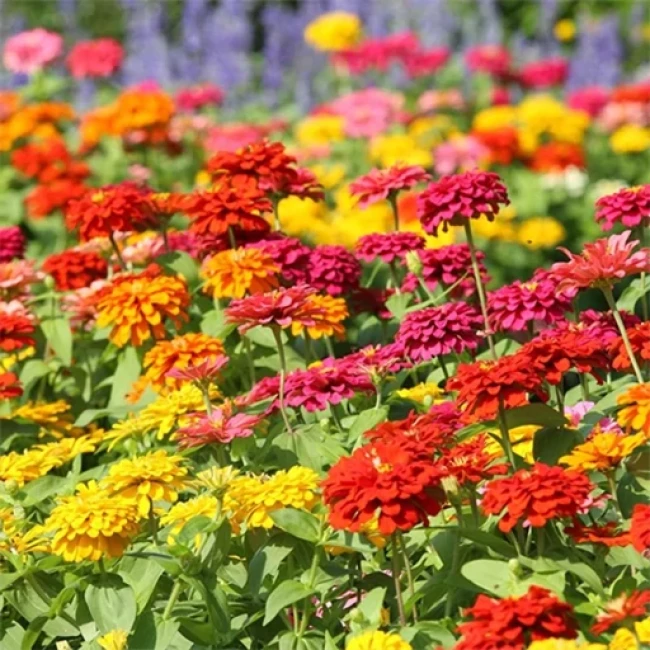 بذر گل های باغی دسته گلی میکس 1 گرم 