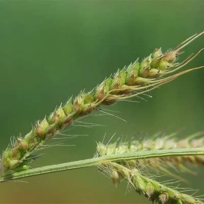 بذر سوروف 20 عددی